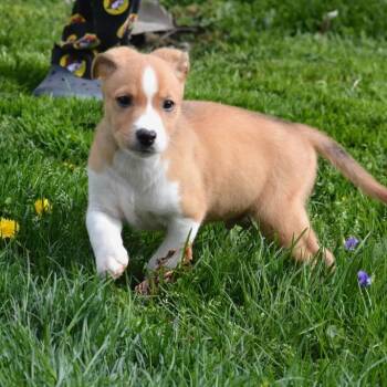 Mixed Breed Dogs Available for Adoption in Shorewood, Illinois - Reese | PetCurious