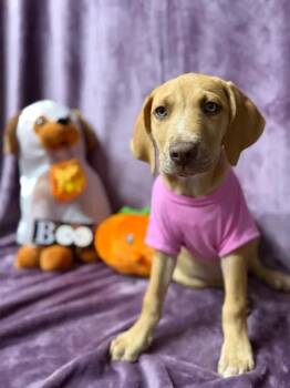Misty -  Hound Dog for Adoption in Munfordville, Kentucky - Misty | PetCurious