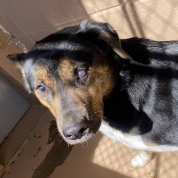 German Shepherd Dog and Mixed Breed Dogs Available for Adoption in Jacksboro, Tennessee - Celia | PetCurious