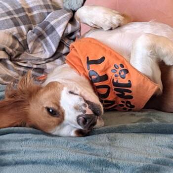 Titus -  Mixed Breed Dog for Adoption in San Francisco, California - Titus | PetCurious