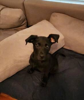 Labrador Retriever and Pug Dogs Available for Adoption in Herculaneum, Missouri - Timber | PetCurious
