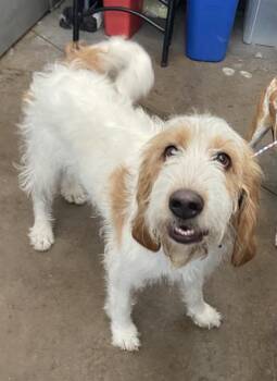MISS RUBY -  Mixed Breed Dog for Adoption in Dallas, Texas - MISS RUBY | PetCurious