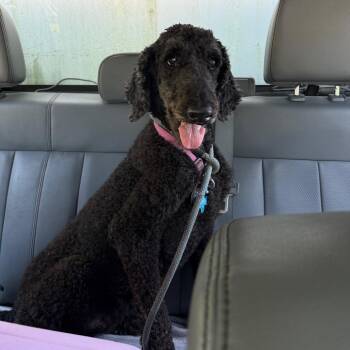 Amy -  Standard Poodle Dog for Adoption in Galveston, Texas - Amy | PetCurious