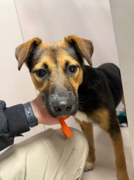 Rescue German Shepherd Dog and Mixed Breed Dogs for Adoption in Sherwood, Arkansas - Brandine | PetCurious