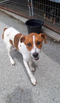 Lady -  Beagle Dog for Adoption in Clay City, Kentucky - Lady | PetCurious
