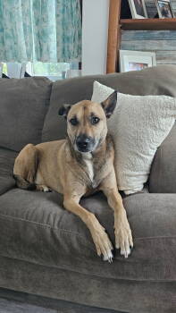 Rescue Shepherd Dogs for Adoption in Rockaway, New Jersey - XP Bix | PetCurious