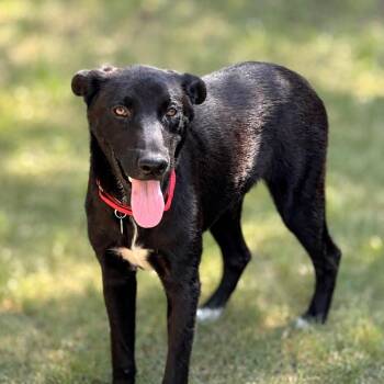 Lobo -  Labrador Retriever and Smooth Collie Dog for Adoption in Boerne, Texas - Lobo | PetCurious