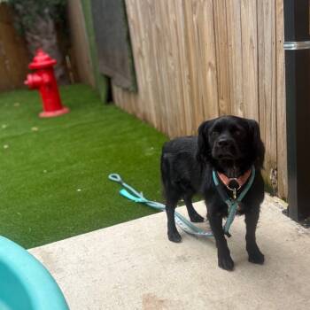 Rescue Mixed Breed Dogs for Adoption in Savannah, Georgia - Ear Hair | PetCurious