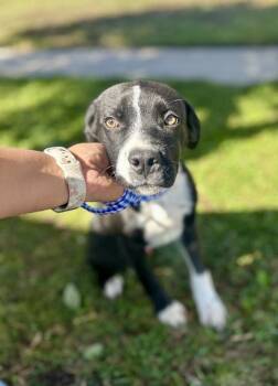 Ross -  Pit Bull Terrier Dog for Adoption in Victorville, California - Ross | PetCurious