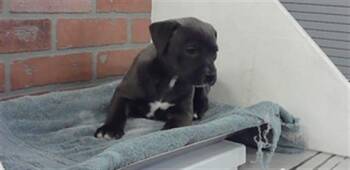 Labrador Retriever and Mixed Breed Dogs Available for Adoption in Houston, Texas - A2072092 | PetCurious