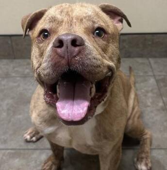 Orlando -  Mixed Breed Dog for Adoption in Dubuque, Iowa - Orlando | PetCurious