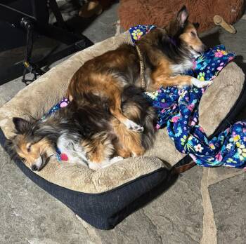 Shetland Sheepdog Sheltie Dogs Available for Adoption - Leo And Ruby | PetCurious