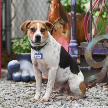 Hound Dogs Available for Adoption in Wake Forest, North Carolina - Feste | PetCurious