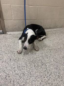 A432087 -  Australian Cattle Dog Blue Heeler and Mixed Breed Dog for Adoption in Conroe, Texas - A432087 | PetCurious