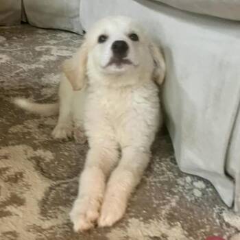 Bogart -  Great Pyrenees Dog for Adoption in St. Peters, Missouri - Bogart | PetCurious