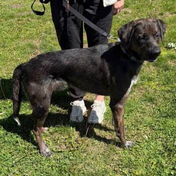 Catahoula Leopard Dog Dogs Available for Adoption in Waterloo, Iowa - Hero | PetCurious