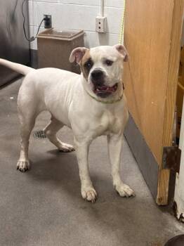 STAR -  American Bulldog and Mixed Breed Dog for Adoption - STAR | PetCurious