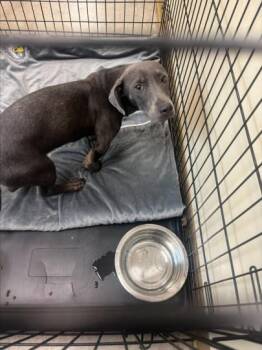 GOOSE -  Dachshund and Pit Bull Terrier Dog for Adoption in Texas City, Texas - GOOSE | PetCurious