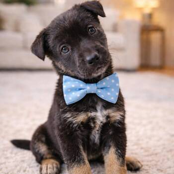 German Shepherd Dog and Labrador Retriever Dogs Available for Adoption - O’MALLEY GS | PetCurious