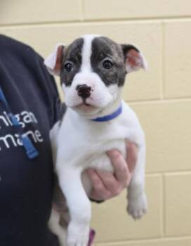 Pit Bull Terrier and Mixed Breed Dogs Available for Adoption - Ash | PetCurious