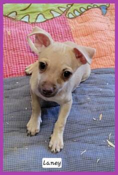 Lanie -  Chihuahua Dog for Adoption in Granbury, Texas - Lanie | PetCurious