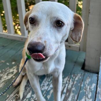 Rescue Beagle and Chihuahua Dogs for Adoption in New Orleans, Louisiana - Chalupa | PetCurious