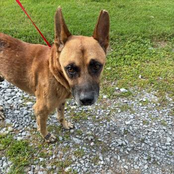 Meadow -  Shepherd and Mixed Breed Dog for Adoption in Morganfield, Kentucky - Meadow | PetCurious