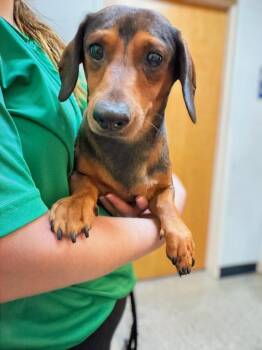Mickey -  Mixed Breed Dog for Adoption in Ocala, Florida - Mickey | PetCurious