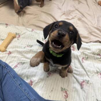 Mixed Breed Dogs Available for Adoption in Troy, Virginia - Cayenne | PetCurious