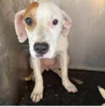 Asha -  Mixed Breed Dog for Adoption in West Chester, Pennsylvania - Asha | PetCurious