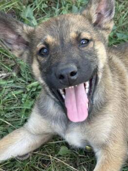 Henry -  German Shepherd Dog Dog for Adoption in Seattle, Washington - Henry | PetCurious