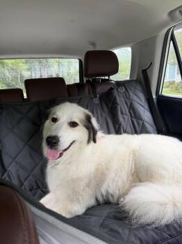 Pancake -  Great Pyrenees Dog for Adoption in Wando, South Carolina - Pancake | PetCurious