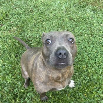 Rescue Staffordshire Bull Terrier Dogs for Adoption in Circleville, Ohio - Princess | PetCurious