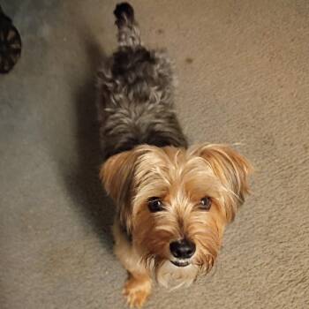 Tyler -  Yorkshire Terrier Dog for Adoption in Coos Bay, Oregon - Tyler | PetCurious