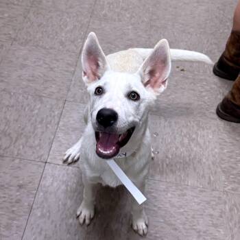 Roxy -  Husky and Shepherd Dog for Adoption in Parrish, Alabama - Roxy | PetCurious