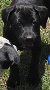 Black Labrador Retriever Dogs Available for Adoption in Evergreen, Colorado - Pawpcorn | PetCurious