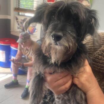 Mixed Breed Dogs Available for Adoption in Huntington, West Virginia - Douglas Stray Hold 5/10 | PetCurious