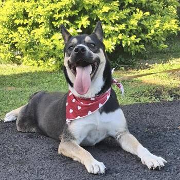 JAZMINE (out of town) -  Australian Kelpie and Siberian Husky Dog for Adoption in New York, New York - JAZMINE (out Of Town) | PetCurious