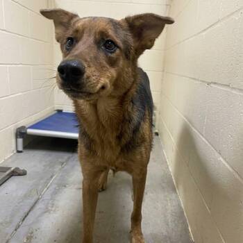 Sammie -  Shepherd and Rottweiler Dog for Adoption in Palestine, Texas - Sammie | PetCurious