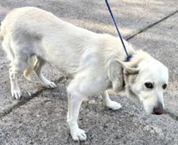 Golden Retriever and Mixed Breed Dogs Available for Adoption - A651314 | PetCurious