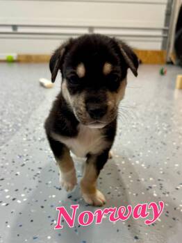 Norway -  Mixed Breed and German Shepherd Dog Dog for Adoption in Elizabeth, Colorado - Norway | PetCurious