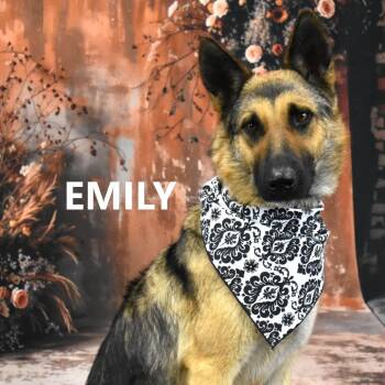 German Shepherd Dog Dogs Available for Adoption in Yuma, Arizona - Emily | PetCurious