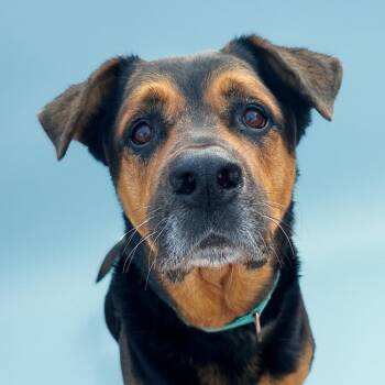 Rescue Rottweiler Dogs for Adoption in Scottsdale, Arizona - Baxter | PetCurious