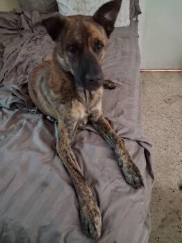 Travis -  Dutch Shepherd and Belgian Shepherd Malinois Dog for Adoption in Davie, Florida - Travis | PetCurious
