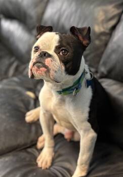 American Bulldog Dogs Available for Adoption - Jack | PetCurious