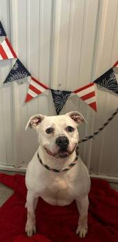 Sampson -  American Staffordshire Terrier and Pit Bull Terrier Dog for Adoption in Hoopeston, Illinois - Sampson | PetCurious