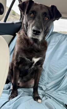 Labrador Retriever Dogs Available for Adoption in Littleton, Colorado - Toby | PetCurious