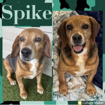 Spike -  Beagle Dog for Adoption in Clearfield, Pennsylvania - Spike | PetCurious