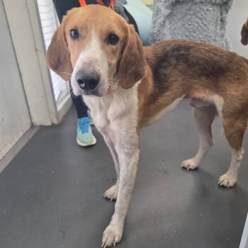 Rescue Hound Dogs for Adoption in Troy, Virginia - Ferrero | PetCurious