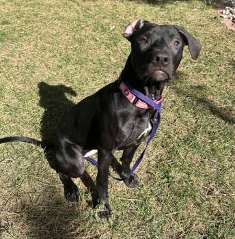 Rescue Pit Bull Terrier Dogs for Adoption in Sioux City, Iowa - Kimber | PetCurious